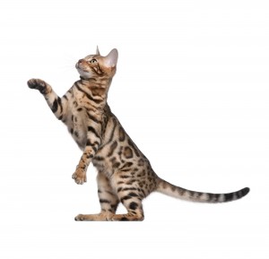 Bengal kitten, 5 months old, in front of white background